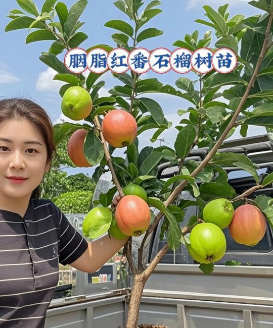 番石榴苗多少钱一棵？2026年价格区间与选购指南
