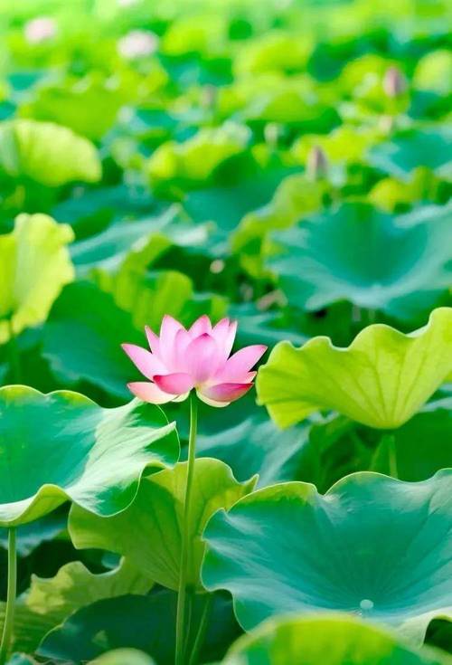 荷花什么颜色什么形状?六色五型一次讲清,附池塘种植判断指南 花型分类:从单瓣到千瓣的判定标准