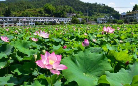 荷花什么颜色什么形状？六色五型一次讲清，附池塘种植判断指南