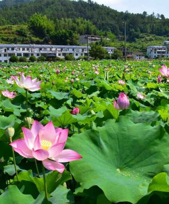 荷花什么颜色什么形状？六色五型一次讲清，附池塘种植判断指南