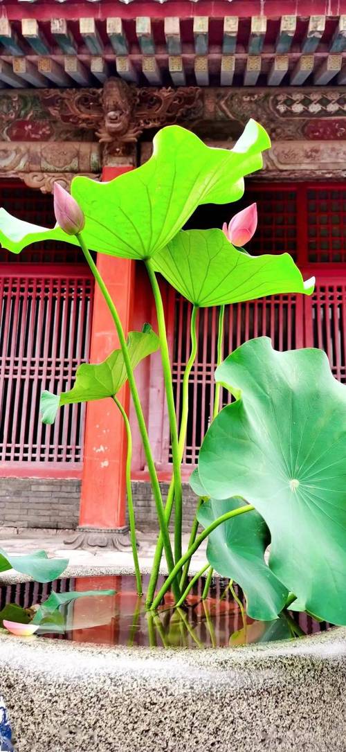 荷花什么颜色什么形状?六色五型一次讲清,附池塘种植判断指南 池塘应用中的花色花型搭配清单