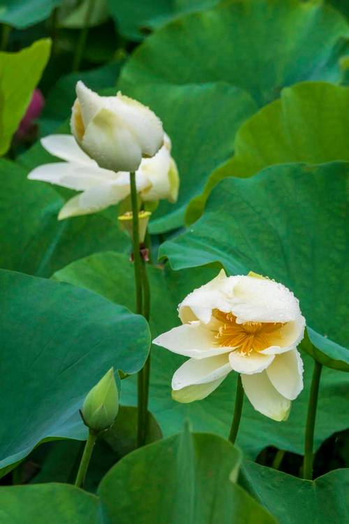 荷花什么颜色什么形状?六色五型一次讲清,附池塘种植判断指南 从花色花型判断种植位置