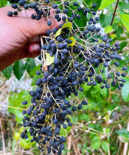 女贞子是什么植物？从果实入药到园林绿化的全能树种详解