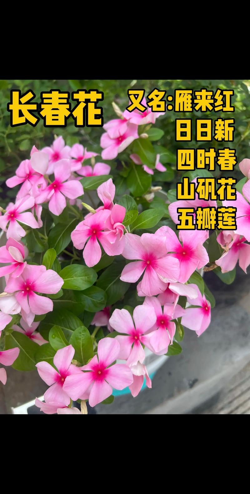 长春花(日日春)的寓意与象征:花语、养护指南及种植要点 长春花(日日春)的寓意与象征:花语、养护指南及种植要点