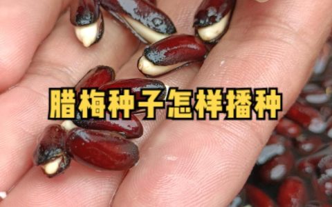 腊梅果可以种吗？从种子到成苗，一份完整的腊梅播种种植指南