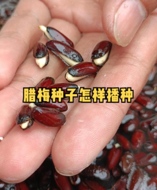 腊梅果可以种吗？从种子到成苗，一份完整的腊梅播种种植指南