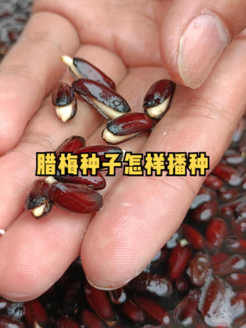 腊梅果可以种吗?从种子到成苗,一份完整的腊梅播种种植指南 一、适宜时间