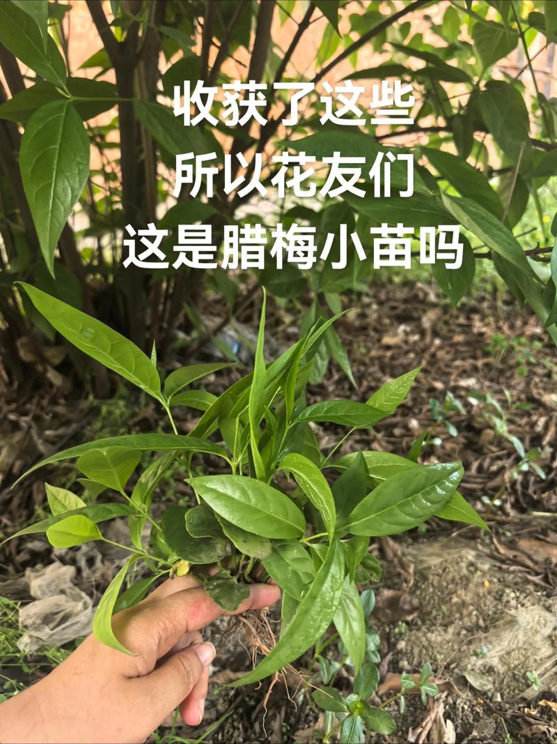腊梅果可以种吗?从种子到成苗,一份完整的腊梅播种种植指南 三、栽前处理(种子处理)