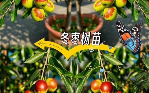 耐寒耐旱的园艺小苗性能如何？从数据指标到养护实操的深度解析