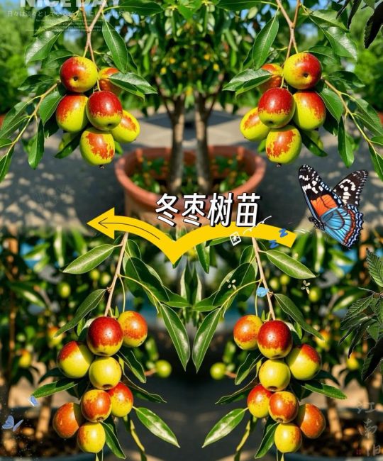 耐寒耐旱的园艺小苗性能如何？从数据指标到养护实操的深度解析