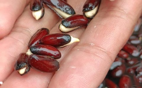 腊梅种子什么时候播种？从种子到成苗的完整种植指南