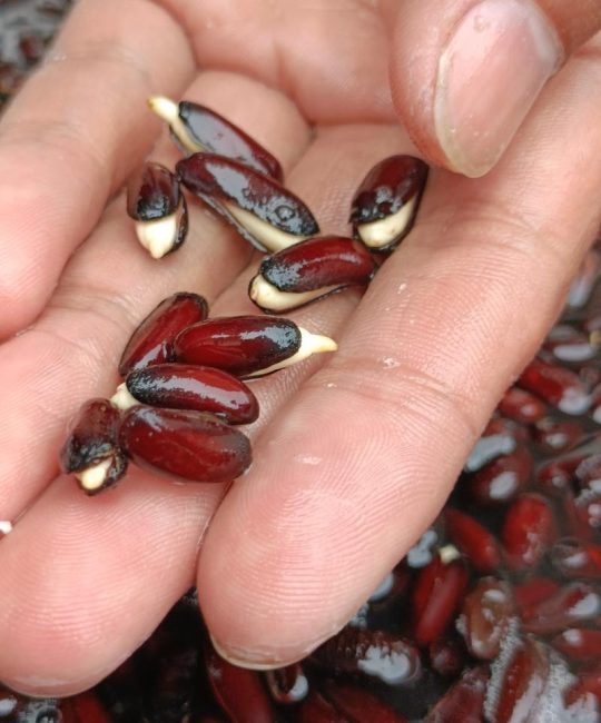 腊梅种子什么时候播种？从种子到成苗的完整种植指南