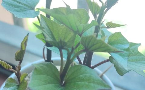 刚栽的红薯苗能浇水吗？——家庭种植红薯苗的养护全攻略