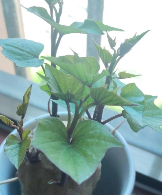 刚栽的红薯苗能浇水吗？——家庭种植红薯苗的养护全攻略