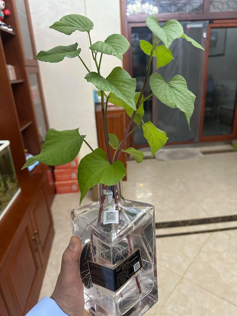 刚栽的红薯苗能浇水吗?——家庭种植红薯苗的养护全攻略 修剪:苗期摘心打顶,促进分枝;后期剪除老叶,控制藤蔓