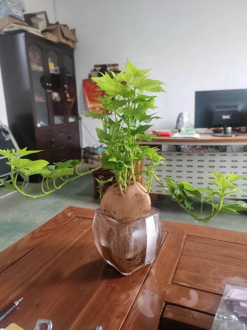 刚栽的红薯苗能浇水吗?——家庭种植红薯苗的养护全攻略 田间管理(盆栽/地栽通用):适时培土、提蔓,减少不定根消耗养分
