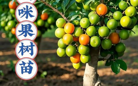 什么时候适合种果树苗？——果树苗选购与种植全攻略