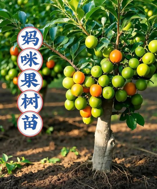 什么时候适合种果树苗？——果树苗选购与种植全攻略