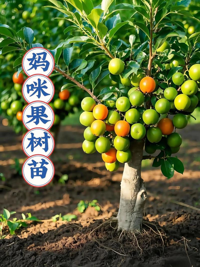 春季3月下旬至4月中旬是北方地区果树苗的最佳种植期