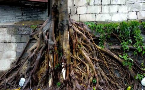 重庆市市树：黄葛树（黄桷树）百科