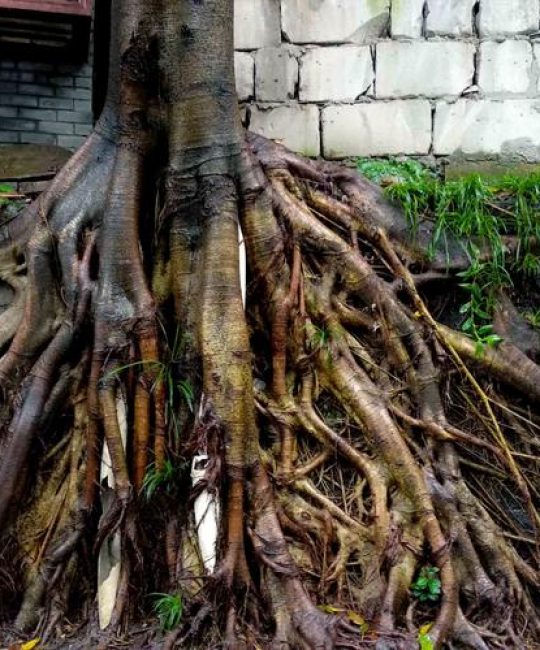 重庆市市树：黄葛树（黄桷树）百科