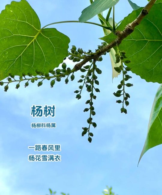 杨树和柳树的区别：6大维度精准对比与选购指南