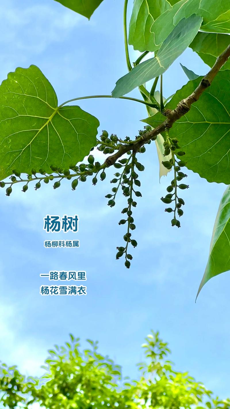 杨树和柳树的区别：6大维度精准对比与选购指南