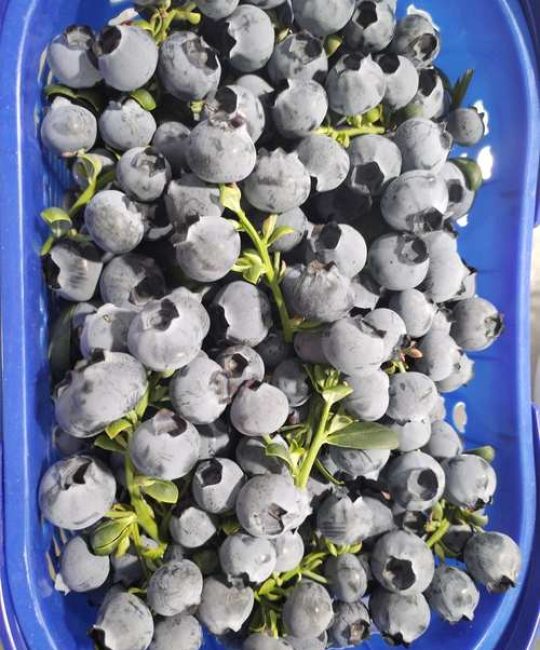 F6蓝莓种植全攻略：专家揭秘种植F6蓝莓的10大忠告与避坑指南