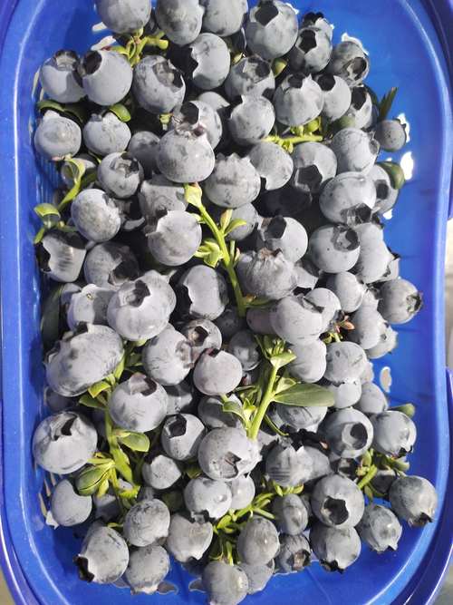 F6蓝莓种植全攻略：专家揭秘种植F6蓝莓的10大忠告与避坑指南