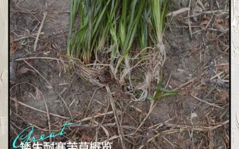 矮生苦草冬天如何过冬？沉水植物越冬全攻略
