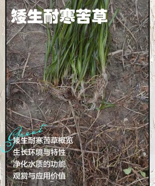 矮生苦草冬天如何过冬？沉水植物越冬全攻略