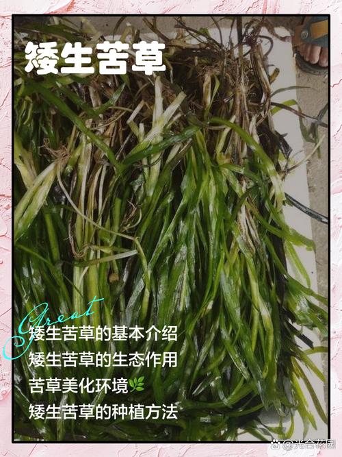 矮生苦草冬天如何过冬?沉水植物越冬全攻略 矮生苦草越冬的三大关键参数