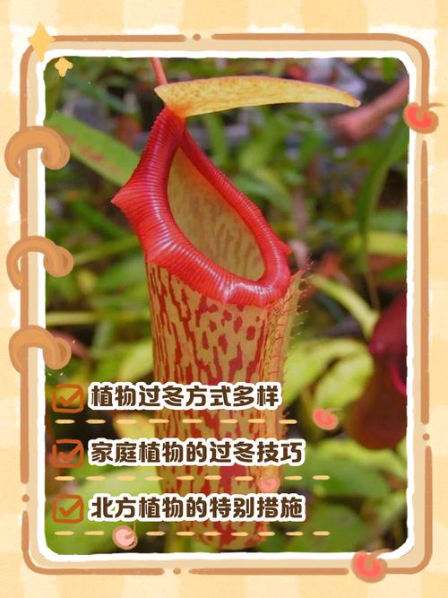 矮生苦草冬天如何过冬?沉水植物越冬全攻略 具体操作步骤:从入冬前到开春