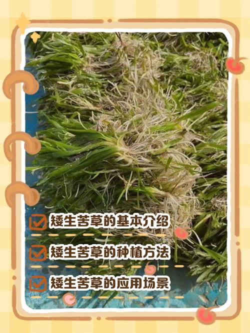 矮生苦草冬天如何过冬?沉水植物越冬全攻略 常见误区与纠正