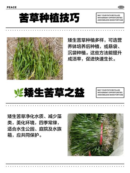 矮生苦草冬天如何过冬?沉水植物越冬全攻略 FAQ