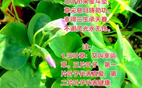 三叶草图片与功效：白三叶的形态特征、生长习性及药用价值