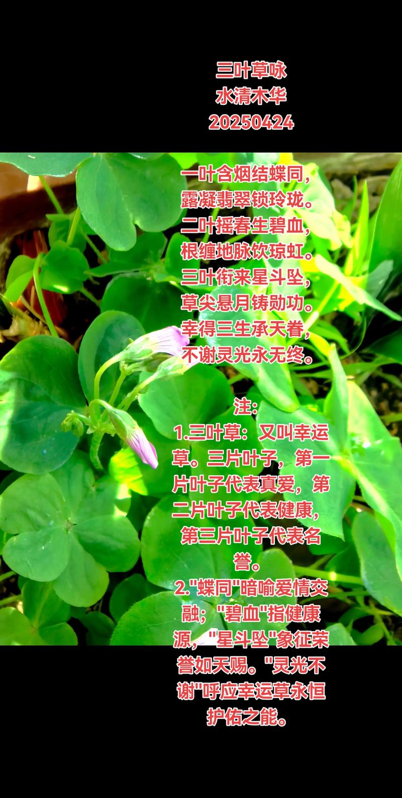 三叶草图片与功效:白三叶的形态特征、生长习性及药用价值 三叶草图片与功效:白三叶的形态特征、生长习性及药用价值