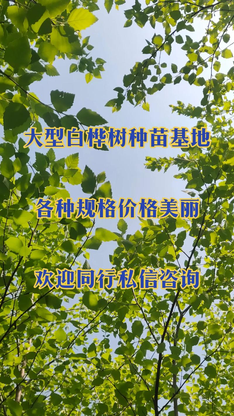 白桦树苗价格 规格