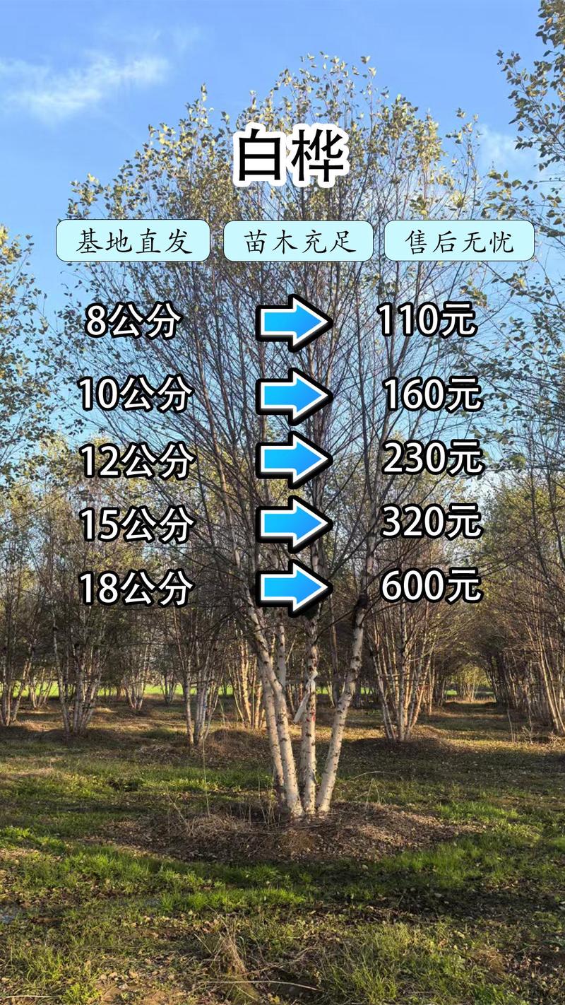 白桦树苗价格 运输成本