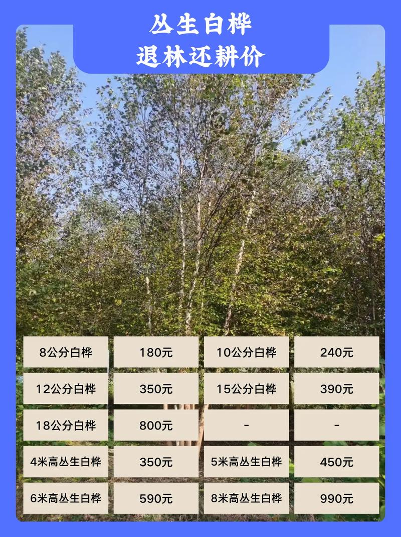 白桦树苗价格 价格参考表