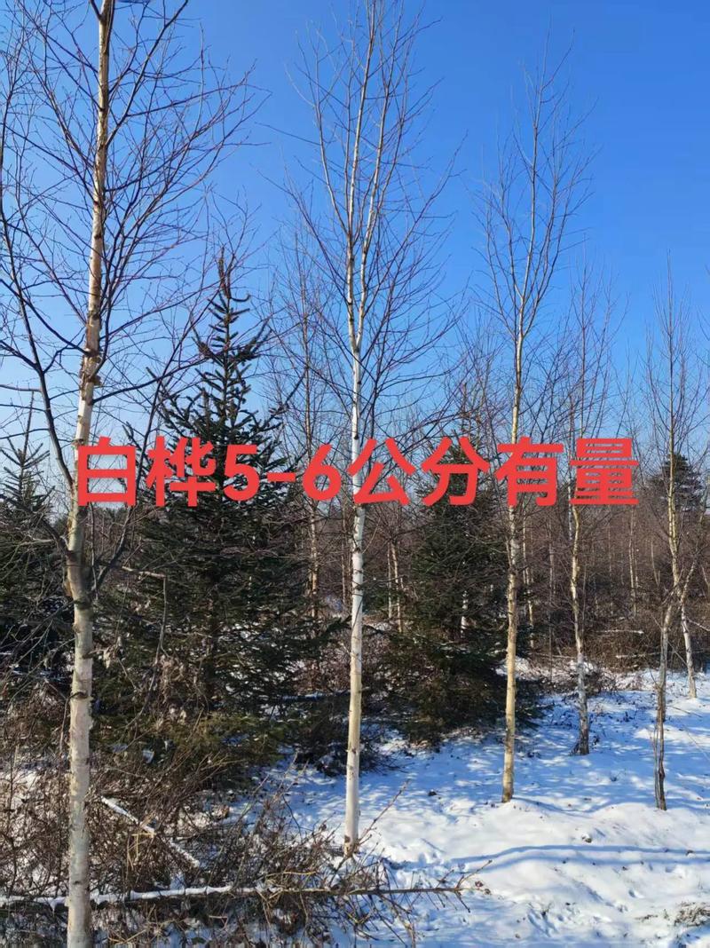 白桦树苗价格 咨询指南