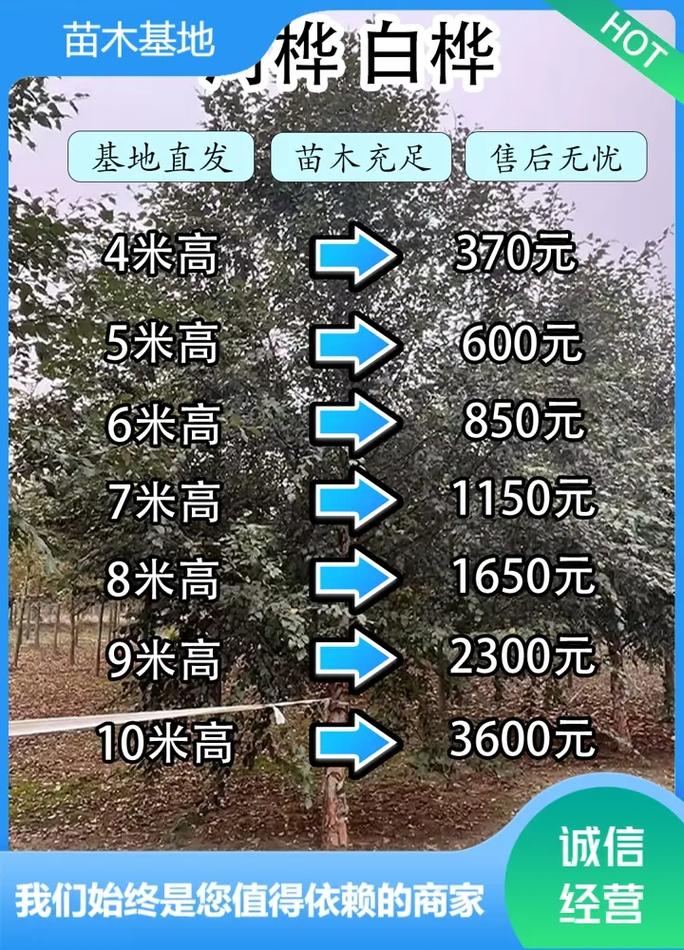 白桦树苗价格 常见问题(FAQ)