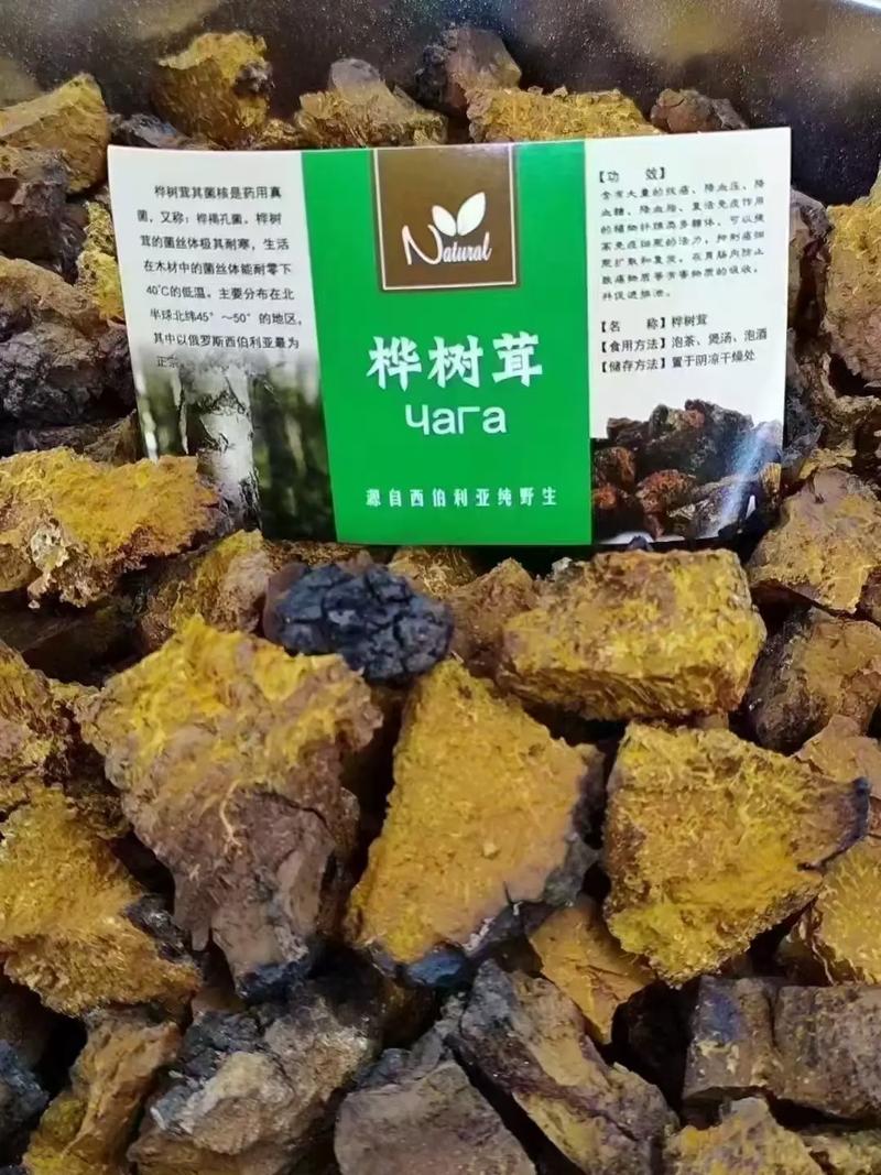 桦树茸什么样的最好最正宗?从外观到产地,手把手教你挑选优质桦树茸 五、园艺视角:桦树茸的“可持续”采集