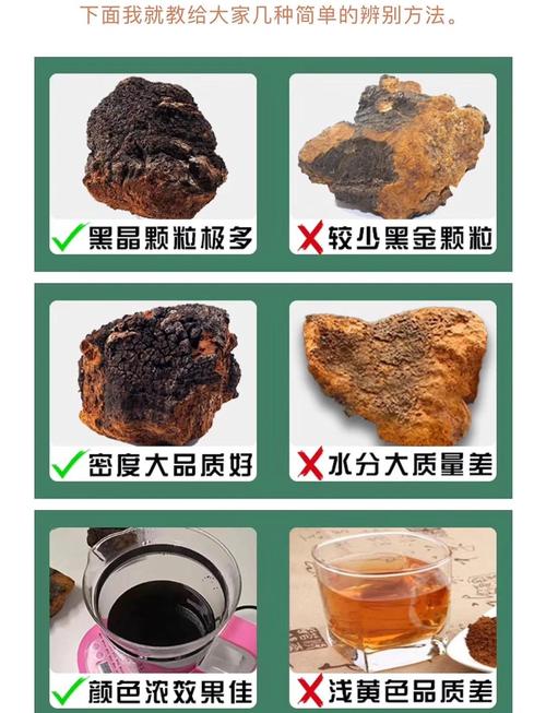 桦树茸什么样的最好最正宗?从外观到产地,手把手教你挑选优质桦树茸 结语