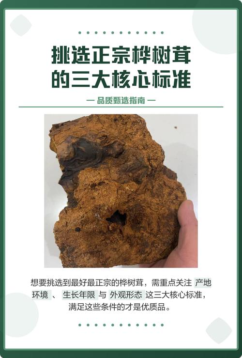 桦树茸什么样的最好最正宗?从外观到产地,手把手教你挑选优质桦树茸 六、保存与食用建议