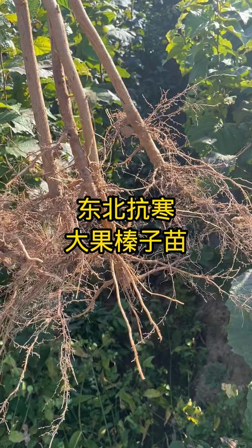 大果榛子苗哪里好?选购优质种苗的关键要点与推荐渠道 五、避坑提醒:网上低价苗千万别轻信