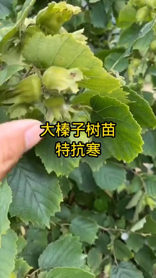 大果榛子苗哪里好?选购优质种苗的关键要点与推荐渠道 六、栽前小贴士