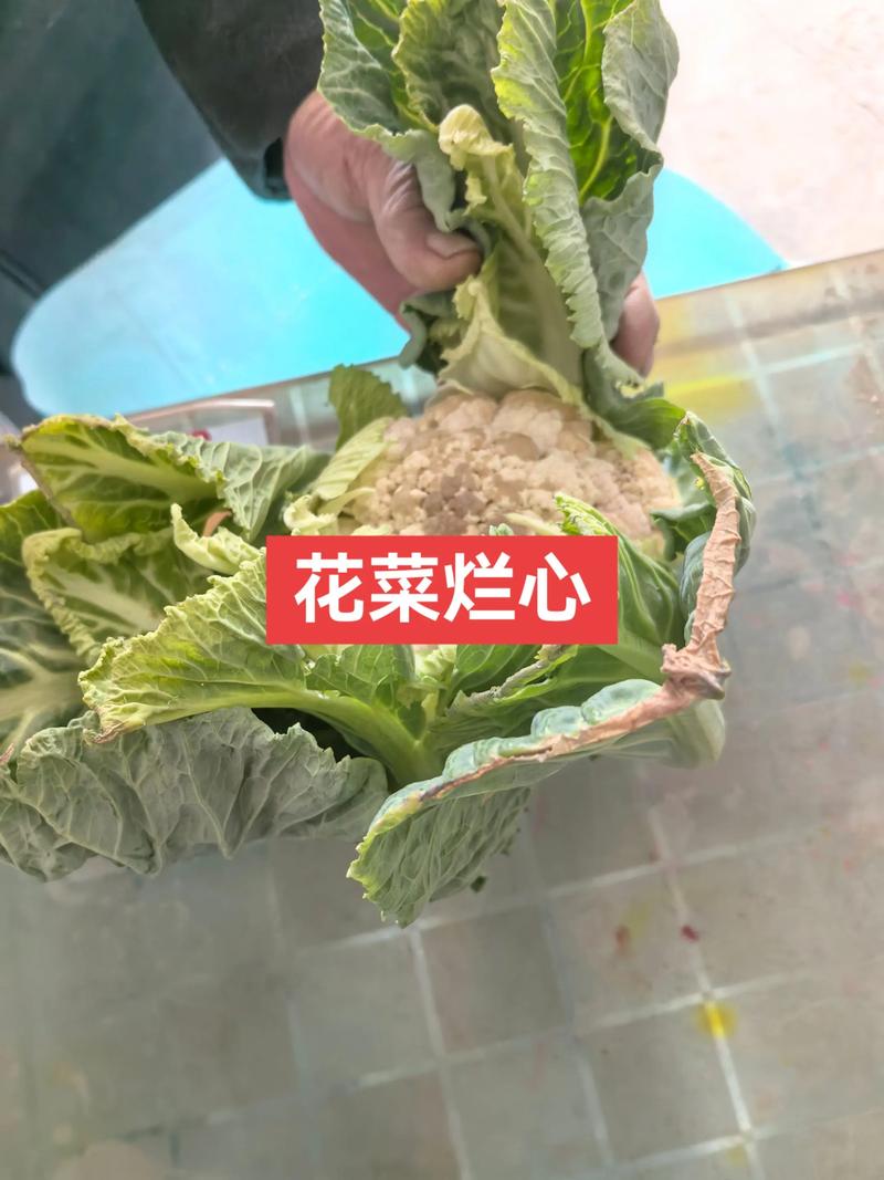 园艺植物“菜花状”病变:是恶性病害还是良性现象? 二、如何准确区分“恶性”与“良性”?