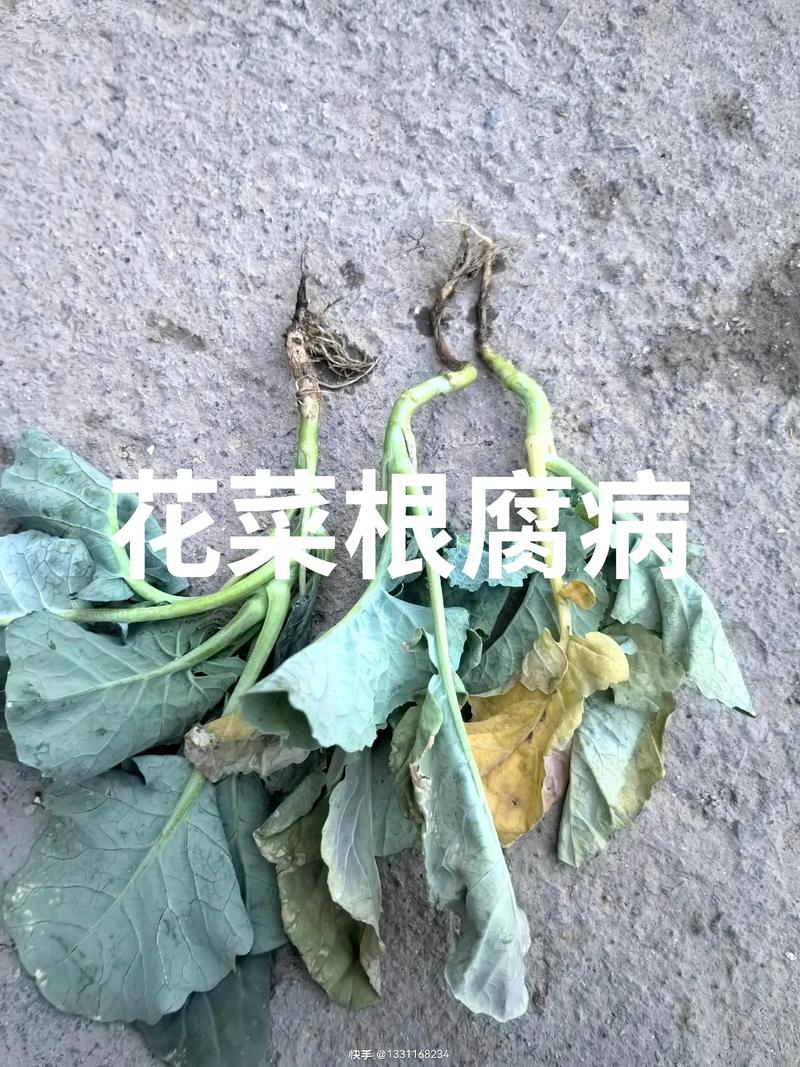 园艺植物“菜花状”病变:是恶性病害还是良性现象? 三、恶性“菜花状”的防治策略