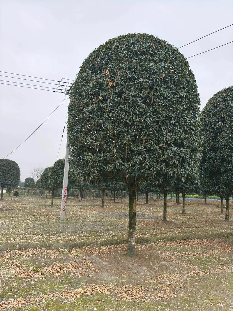 金桂花树苗多少钱一株?2025年价格参考与影响因素详解 季节:把握种植窗口期控成本